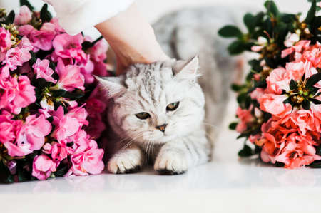 Portrait of beautiful fluffy brovn kitten playing. Cat, animal baby, kitten and flowersの写真素材
