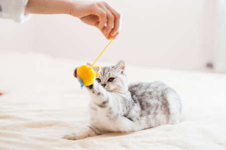Scottish kitten in the hands of a girl.Funny gray cat.の写真素材
