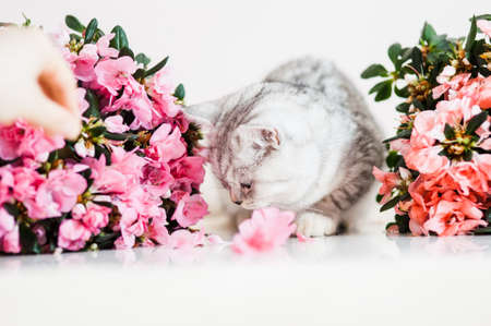 Portrait of beautiful fluffy brovn kitten playing. Cat, animal baby, kitten and flowersの写真素材