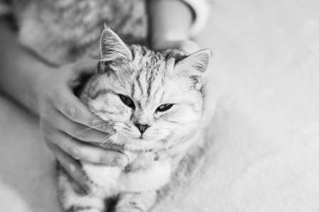 Scottish kitten in the hands of a girl.Funny gray cat.の写真素材