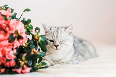 Portrait of beautiful fluffy brovn kitten playing. Cat, animal baby, kitten and flowersの写真素材