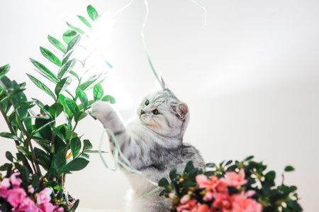 Beautiful pussy playing with flowersの写真素材