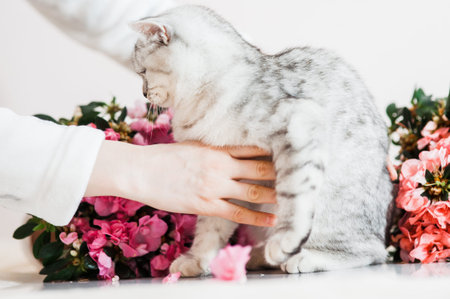 Portrait of beautiful fluffy brovn kitten playing. Cat, animal baby, kitten and flowers