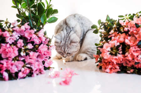 Portrait of beautiful fluffy brovn kitten playing. Cat, animal baby, kitten and flowersの写真素材