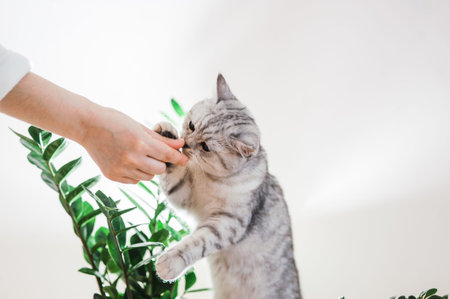 Portrait of beautiful fluffy brovn kitten playing. Cat, animal baby, kitten and flowers