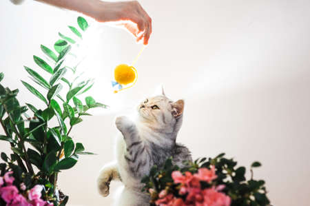 Cute cat playing with flower bouquet on white background. Copy space.の写真素材