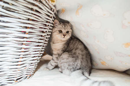 Funny gray cat playing.の写真素材