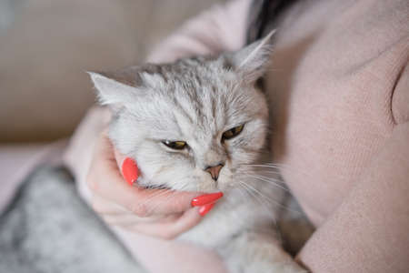 The girl's hands caress the catの写真素材