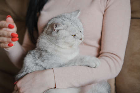 The girl's hands caress the cat.の写真素材