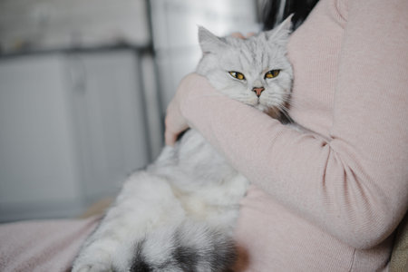 The girl's hands caress the cat.