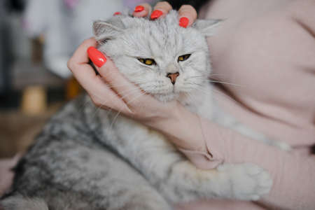 The girl's hands caress the cat.の写真素材