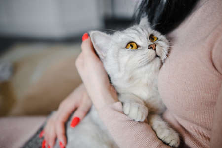 The relationship between a cat and a person. The girl's hands caress the cat. Burmese cat sleeping.の写真素材