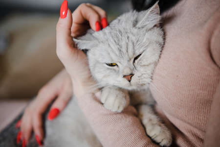 The relationship between a cat and a person. The girl's hands caress the cat. Burmese cat sleeping.の写真素材