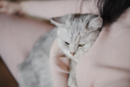 The relationship between a cat and a person. The girl's hands caress the cat. Burmese cat sleeping.