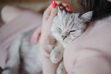 The relationship between a cat and a person. The girl's hands caress the cat. Burmese cat sleeping.の写真素材