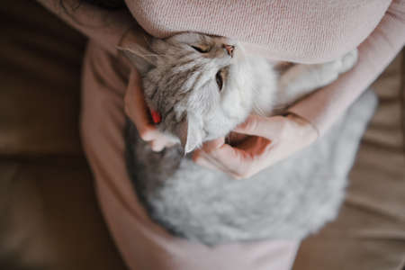 The girl's hands caress the catの写真素材