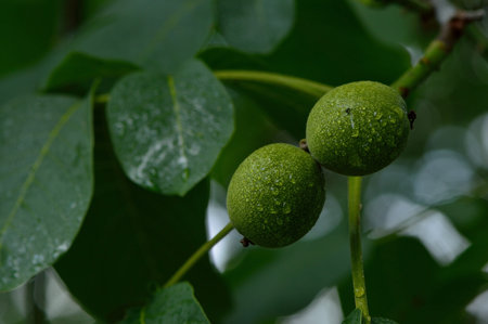 Green walnuts leaves.Walnuts in a wooden plate and walnut kernels. gray background. top view