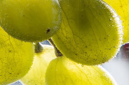 Grape texture in water close-up.