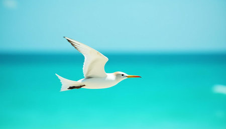 Seagull flying in the blue sky and white sand beach.の写真素材