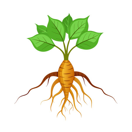 Root of ginseng with leaves. Vector illustration isolated on white background.のイラスト素材