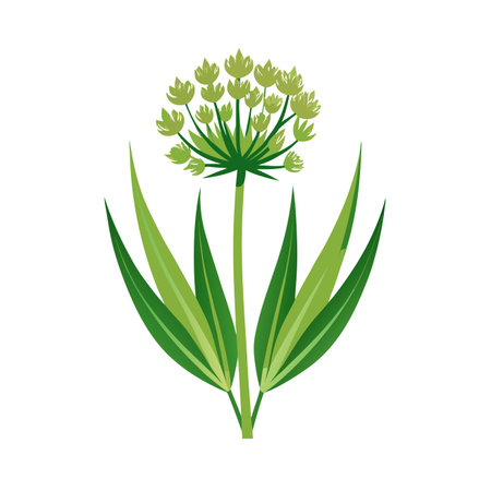 Coriander flower icon vector isolated on white background for your web and mobile app designのイラスト素材