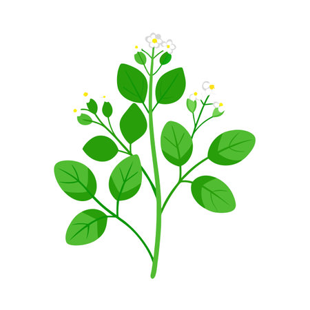 Coffee plant icon. Flat illustration of coffee plant vector icon for web designのイラスト素材