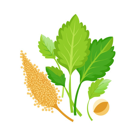 Coriander, parsley and mustard seeds. Vector illustration.のイラスト素材