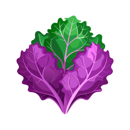 Purple and green lettuce leaves. Organic vegetable vector Illustration isolated on a white background.のイラスト素材