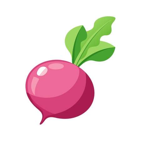 Radish with leaves. Isolated on white background. Vector illustration.のイラスト素材