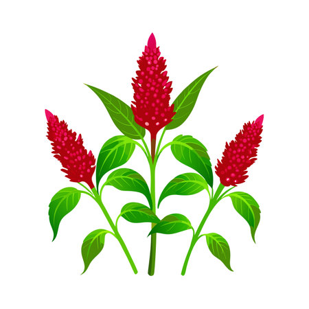 Celosia argentea isolated on white background. Vector illustration.のイラスト素材
