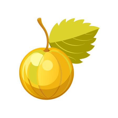 Ripe physalis fruit isolated on white background. Vector illustration.のイラスト素材