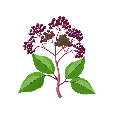Sambucus nigra, black elderberry. Vector illustrationのイラスト素材