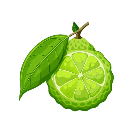 Bergamot fruit isolated on white background. Vector illustration.のイラスト素材