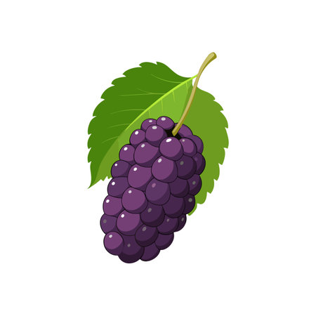 Blackberry with leaf isolated on white background. Vector illustration in flat style.のイラスト素材