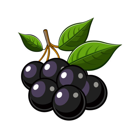 Ripe black currant berries isolated on white background. Vector illustration.のイラスト素材