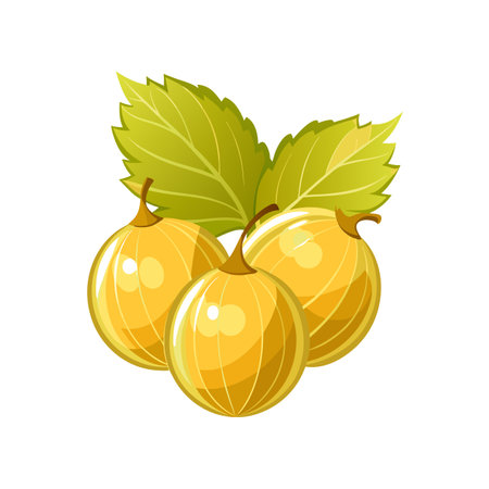 Gooseberries with leaves isolated on white background. Vector illustration.のイラスト素材