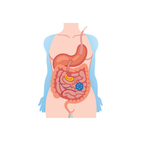 Human digestive system. Internal organ. Vector illustration in flat style.のイラスト素材