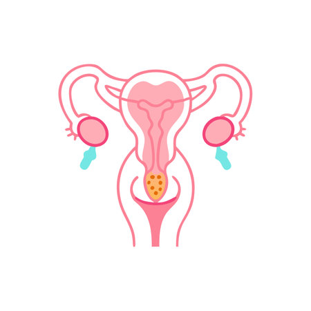 Female reproductive system. Vector illustration in flat style. Isolated on white background.のイラスト素材