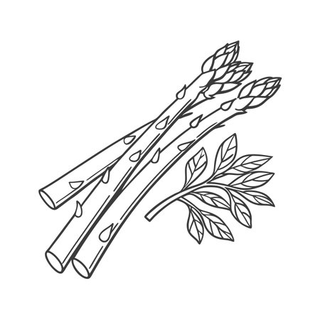 Vector illustration of a bunch of asparagus. Isolated on white background.のイラスト素材