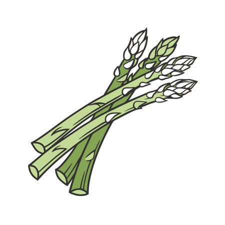 Bunch of asparagus. Vector illustration on white background.のイラスト素材
