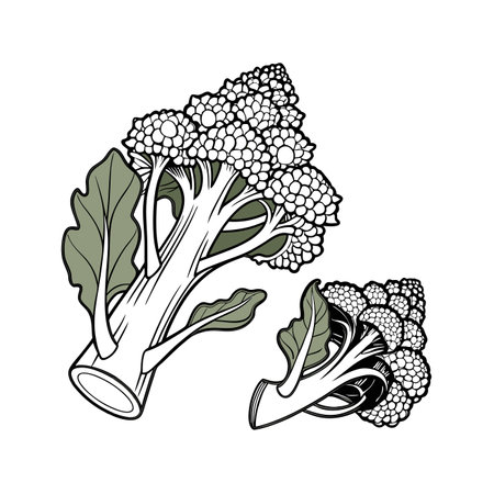 Cauliflower vector illustration. Isolated on a white background.のイラスト素材
