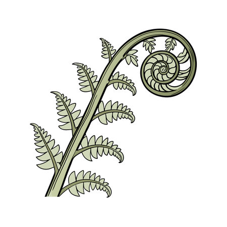 Fern leaf vector illustration isolated on white background. Hand drawn fern branch.のイラスト素材