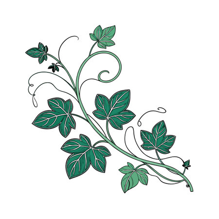 Hand drawn ivy. Vector illustration. Isolated on white background.のイラスト素材