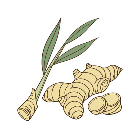 Ginger root and leaves isolated on white background. Vector illustration.のイラスト素材