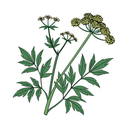 Dill plant. Hand drawn vector illustration isolated on white background.