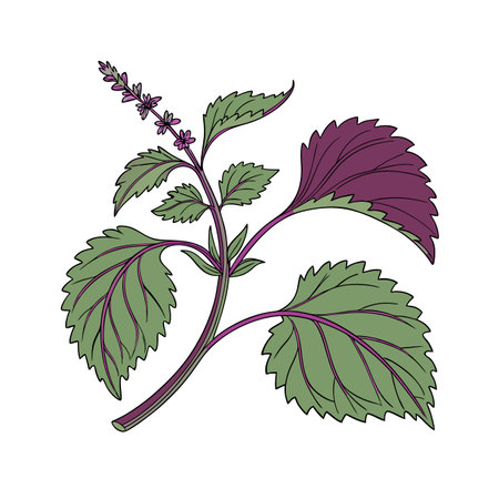 Basil plant icon. Herbal nature plant and decoration theme. Isolated design. Vector illustration