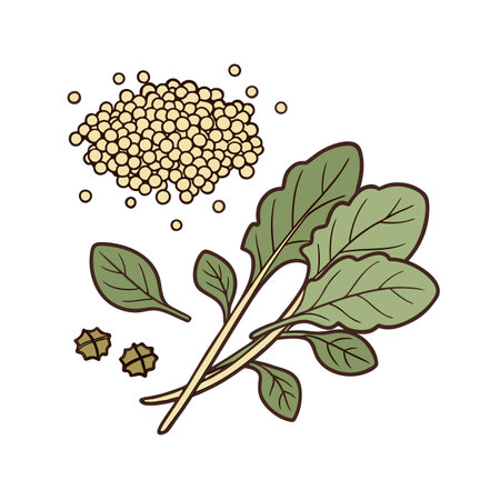 Spinach and mustard seeds on a white background. Vector illustration.のイラスト素材