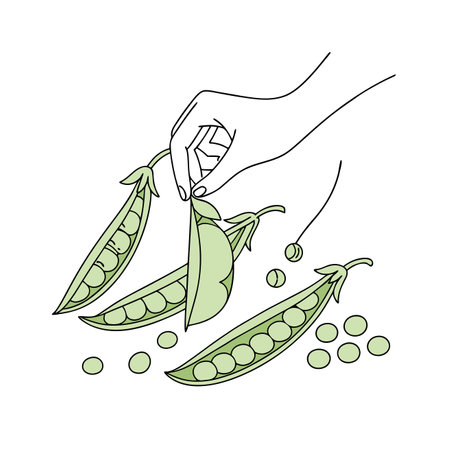 Hand holding green peas on white background. Vector illustration in sketch style.のイラスト素材