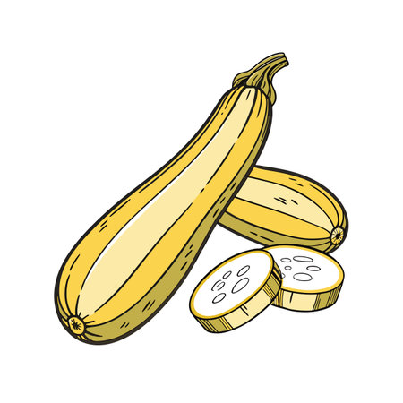Zucchini. Vector illustration of a vegetable marrow. Hand drawn sketch.のイラスト素材
