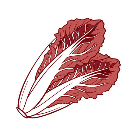 Radicchio isolated on white background. Vector illustration of lettuce.のイラスト素材